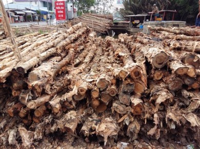 So sánh cừ tràm với cọc bê tông cốt thép